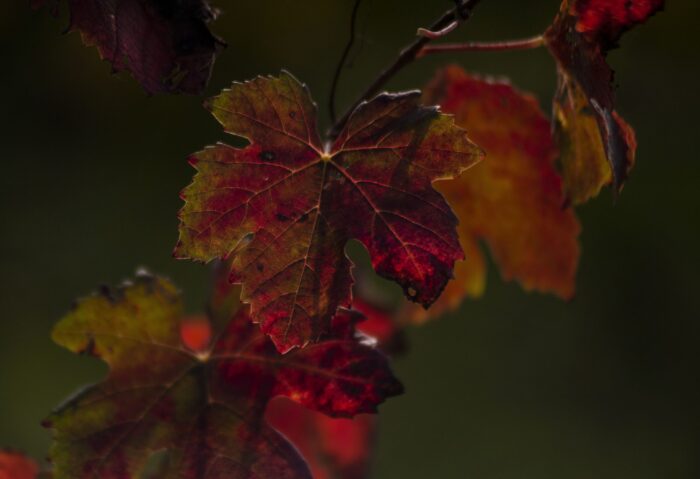 Il Nebbiolo tra Alto Piemonte e Langhe