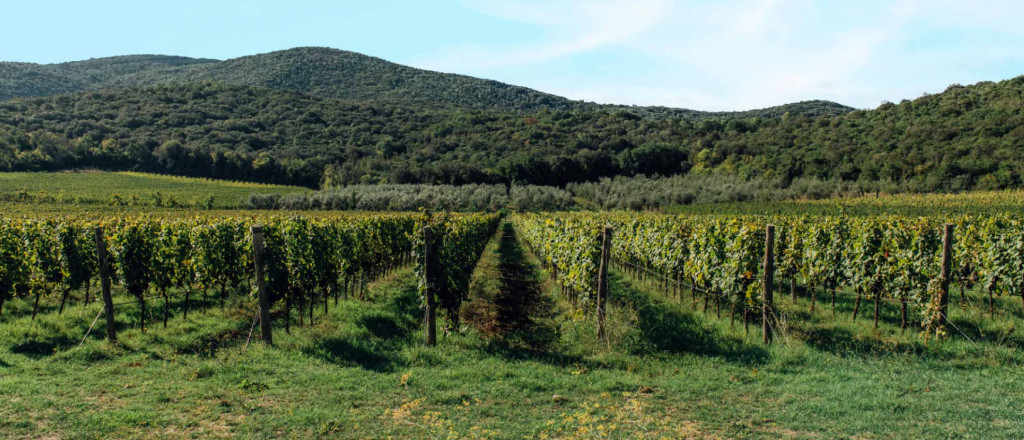 monti-cecubi-vigneto