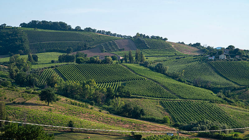 verdicchio-jesi-brunori